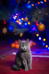 The grey kitten on the blurring Christmas background