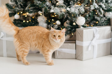 The orange cat at the Christmas tree