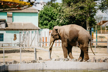 elephant in the zoo