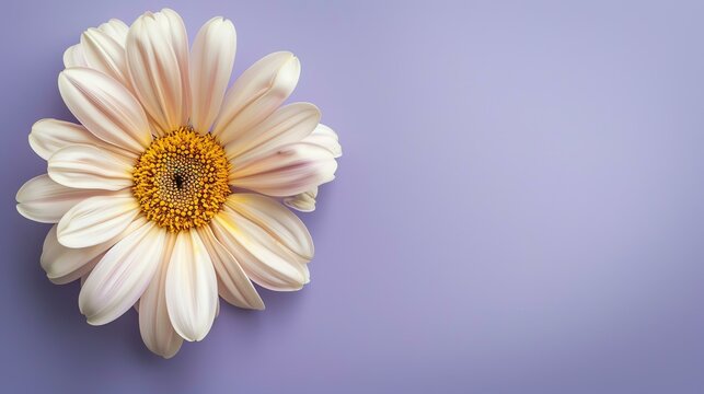 Light purple background with a beautiful white daisy flower in the corner. The flower has a yellow center with white petals.