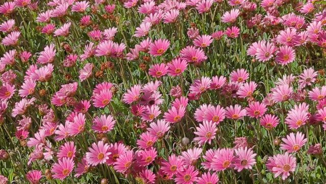 Pink and purple African daisies gently blowing in the wind (Arctotis acaulis)