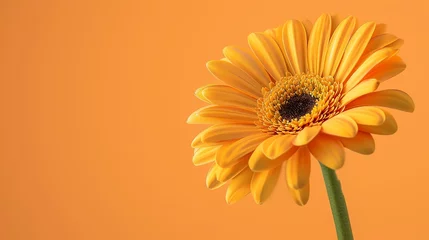 Zelfklevend Fotobehang A beautiful orange gerbera flower in full bloom against a solid orange background. The petals are velvety and the edges are slightly curled. © stocker