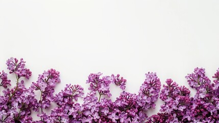 lilac background.