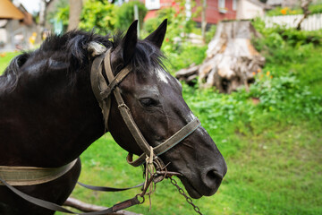 A dark horse with a bridle stands in a green yard, with a woodpile and house in the background.
