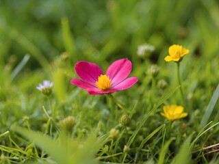 A close view of a patch of green grass invaded by a tiny, brightly colored flower, highlighting the contrast and diversity of the lawn, generative AI