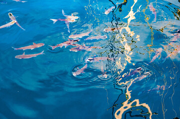 Deeply processed photos with fish silhouettes. Glare on the water and reflections of sunlight....
