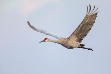Sandhill Crane (Grus canadensis) flying, Kissimmee, Florida, USA