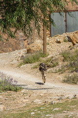 Donkey in a village of the Fann Mountains,  Tajikistan