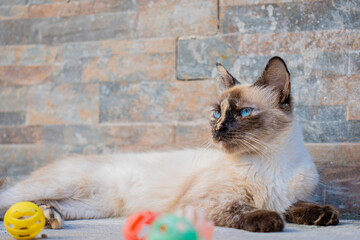 gatos