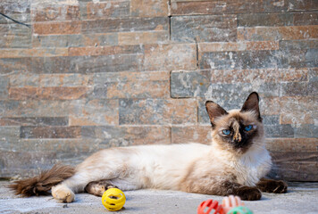 gatos
