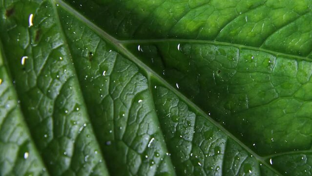 Hoja de la planta Hortensia o  macrophylla, con largos pec&iacute;olos son ovaladas y de color verde oscuro con nervaduras marcadas, con gotas de lluvia presenta un bello dise&ntilde;o abstracto para fondos