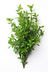 Obraz premium resh thyme leaves plant, white background сreated with Generative Ai