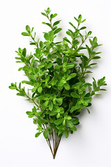 Obraz premium resh thyme leaves plant, white background сreated with Generative Ai