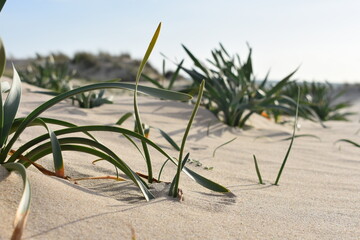 Plantas de una duna de arena en la playa de Cortadura de Cádiz al atardecer