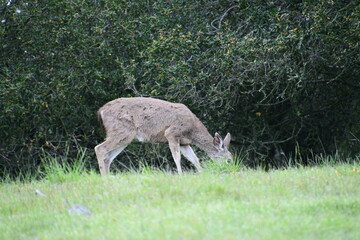deer in the meadow