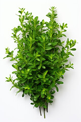 Obraz premium resh thyme leaves plant, white background сreated with Generative Ai
