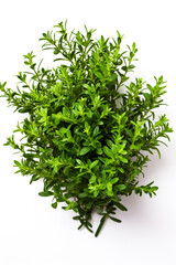 resh thyme leaves plant, white background сreated with Generative Ai
