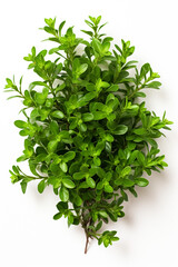 Obraz premium resh thyme leaves plant, white background сreated with Generative Ai