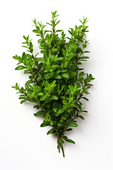 Obraz premium resh thyme leaves plant, white background сreated with Generative Ai