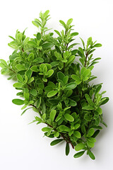 Obraz premium resh thyme leaves plant, white background сreated with Generative Ai