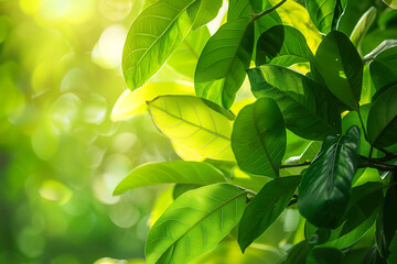 Close Up of a Green Leafy Tree - obrazy, fototapety, plakaty