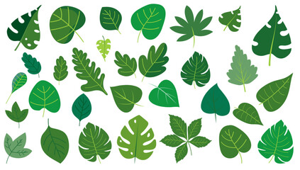 Green leaves vector collection - Set of graphical design elements with various leafs in different shapes and sizes. Flat design with white background