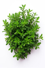 Obraz premium resh thyme leaves plant, white background сreated with Generative Ai