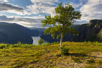 Birke über dem Aurlandfjord, Sogn og Fjordane, Norwegen