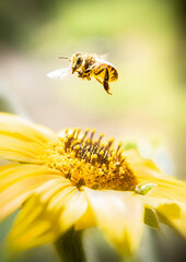 bee on a flower