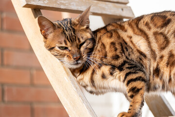 A majestic Bengal cat lounges lazily on a wooden structure, patterned coat gleaming in the sunlight, evoking a sense of casual luxury and the indulgent lifestyle of cherished pets.