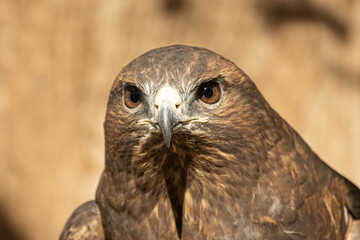 Portrait of a european common buzzard buteo buteo