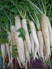 Heap of Asian White Daikon radishes selling on the cart in the Local market. Fresh and healthy...