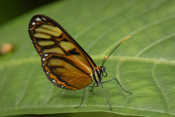 Fototapeta na wymiar mariposa sobre una hoja