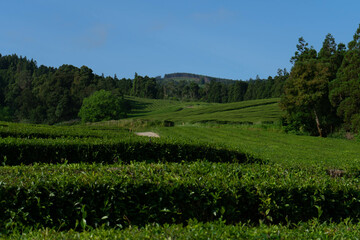 Fototapeta na wymiar Tea terraces in the Azores