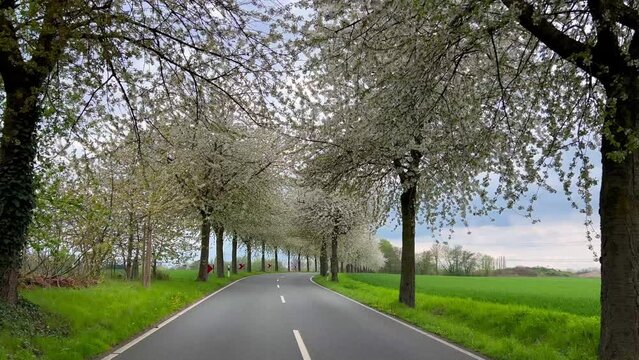 Spring landscape a road among blossoming cherry alley. Germany countryside