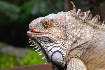 close up of a iguana