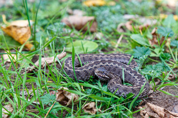 Beautiful big steppe viper Vipera renardi. Close up.