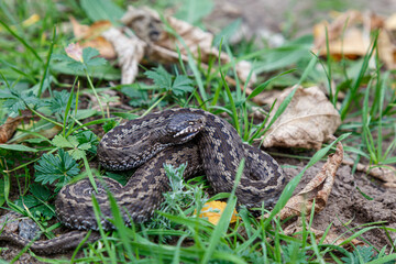 Beautiful big steppe viper Vipera renardi. Close up.