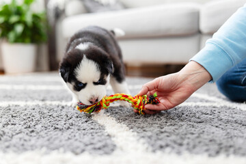 Husky puppy playing with colorful rope toy on grey carpet