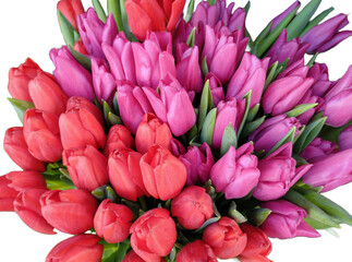 Fototapeta premium Group of red and purple tulips