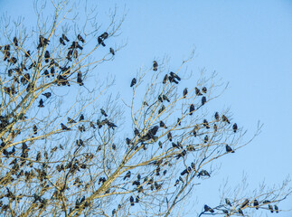 Crows in a tree in Romania