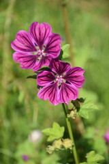 Obraz premium Mallow flowers in bloom. Open malva flower on bokeh green background.