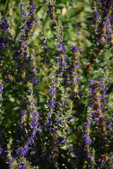 Fototapeta premium Hyssop blooming plant in summer herbal garden.