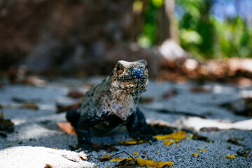 Smiling Lizard on the Beach of Costa Rica