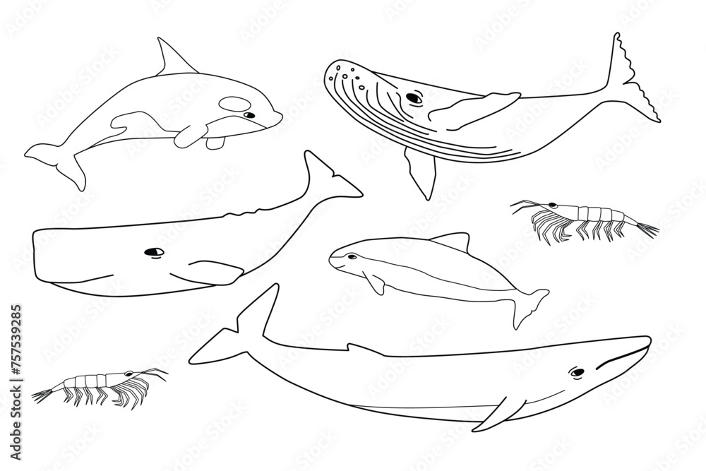 Wall mural vector black white hand drawn set of animals in antarctica. outline collection of blue, humpback, sp