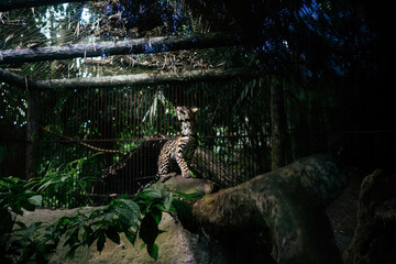 Jaguar in the jungle of costa rica