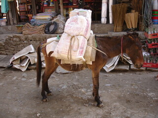 Esel Kathmandu Nepal