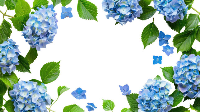Frame with blue hydrangea flowers on transparent background. Floral design for cosmetics, perfume, beauty care products. Can be used as greeting card, wedding invitation