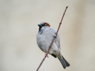 urban sparrow sitting on a tree branch - 757540822