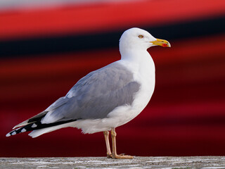Larus cachinnans on a red background - 757540863